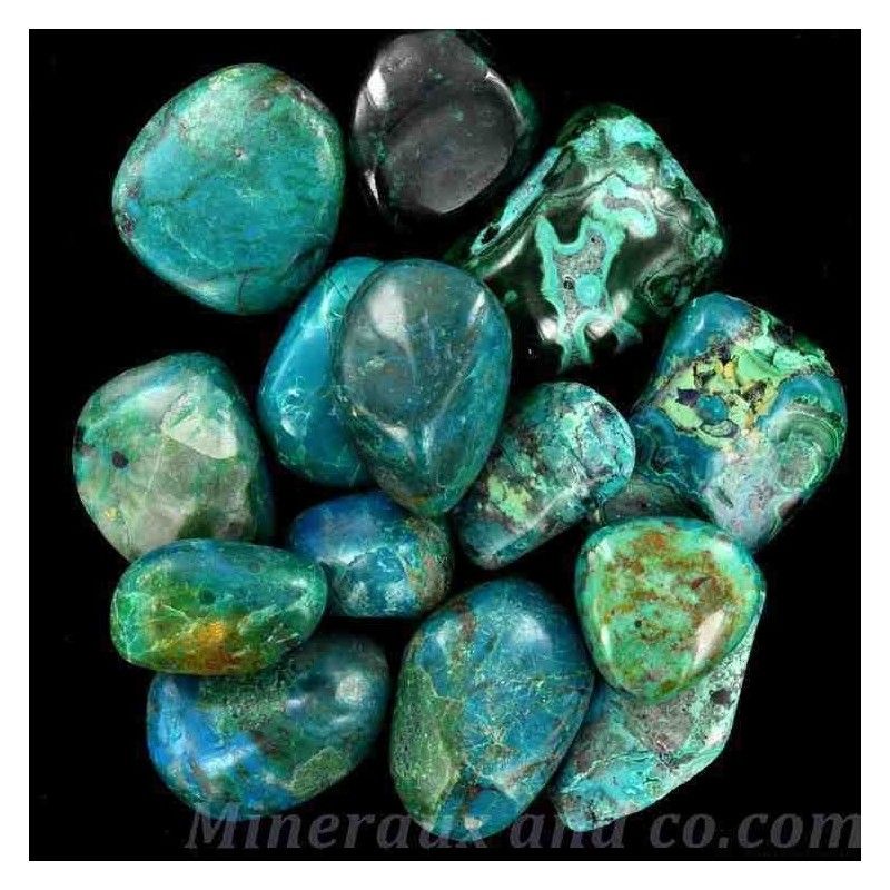 Lot de chrysocolles roulées